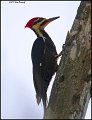 _1SB8650 pileated woodpecker